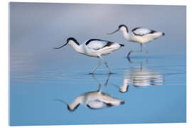 Acrylglasbild Säbelschnäbler im Watt - Christian Müringer