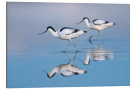Aluminium print Avocets in the Wadden Sea - Christian Müringer