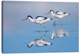 Leinwandbild Säbelschnäbler im Watt - Christian Müringer