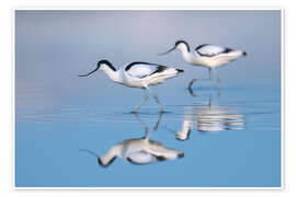 Poster Säbelschnäbler im Watt - Christian Müringer