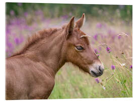 Acrylglasbild Islandpony Fohlen in einer Blumenwiese - Katho Menden