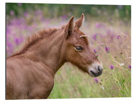 Alubild Islandpony Fohlen in einer Blumenwiese - Katho Menden