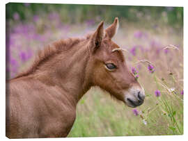 Leinwandbild Islandpony Fohlen in einer Blumenwiese - Katho Menden