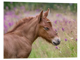 Hartschaumbild Islandpony Fohlen in einer Blumenwiese - Katho Menden
