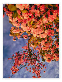 Wandbild Blütenmeer - Ohkimiko