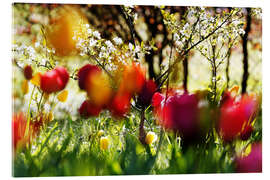 Acrylglasbild Tulpen im Frühlingsgarten - Lichtspielart
