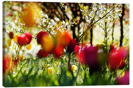 Leinwandbild Tulpen im Frühlingsgarten - Lichtspielart
