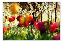 Wandbild Tulpen im Frühlingsgarten - Lichtspielart