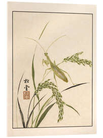 Stampa su vetro acrilico Meika Gafu - Mantis