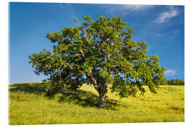 Acrylglasbild Alte Eiche II - Rainer Mirau