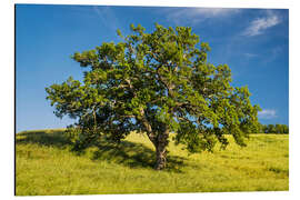Alubild Alte Eiche II - Rainer Mirau