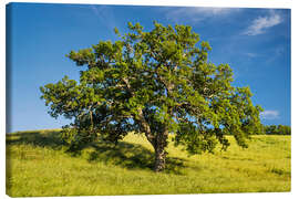 Quadro em tela Old Oak II - Rainer Mirau