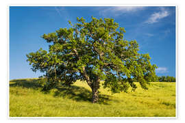 Wandbild Alte Eiche II - Rainer Mirau