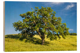 Holzbild Alte Eiche II - Rainer Mirau