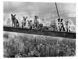 Acrylglasbild Lunch Atop a Skyscraper - Dog Edition - Andreas Magnusson