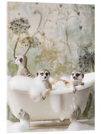 Acrylic print Meerkat Bubble Bath