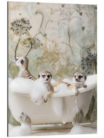 Print på aluminium Meerkat Bubble Bath