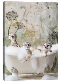 Leinwandbild Meerkatzen-Schaumbad