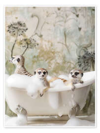 Wandbild Meerkatzen-Schaumbad