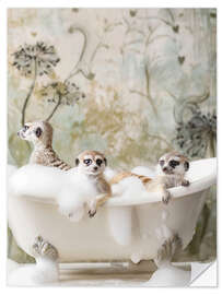 Sticker mural Meerkat Bubble Bath