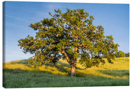 Leinwandbild Alte Eiche I - Rainer Mirau