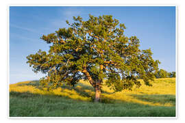 Wandbild Alte Eiche I - Rainer Mirau