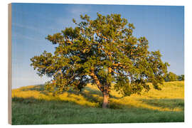 Holzbild Alte Eiche I - Rainer Mirau