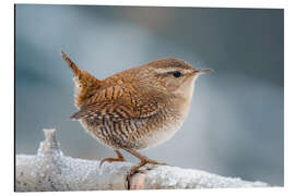 Print på aluminium Wren - Christian Müringer