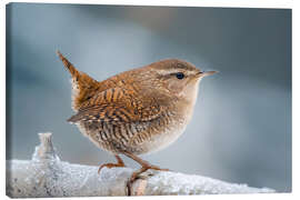 Stampa su tela Wren - Christian Müringer