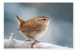 Poster Zaunkönig - Christian Müringer