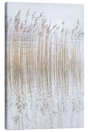Leinwandbild Stille Gräser - Christian Müringer