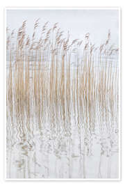 Poster Stille Gräser - Christian Müringer