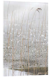 Cuadro de metacrilato Frozen grasses I - Christian Müringer