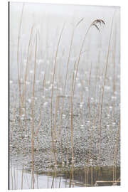 Alubild Gefrorene Gräser I - Christian Müringer