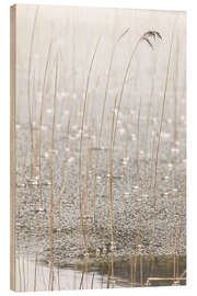 Holzbild Gefrorene Gräser I - Christian Müringer