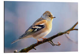 Print på aluminium Mountain Chaffinch - Christian Müringer