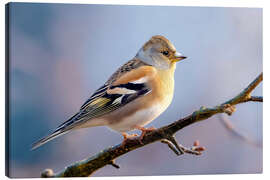 Stampa su tela Mountain Chaffinch - Christian Müringer