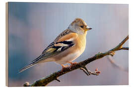 Holzbild Bergbuchfink - Christian Müringer