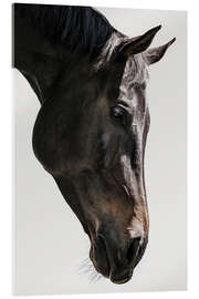 Acrylglasbild Gentle Equine Gaze