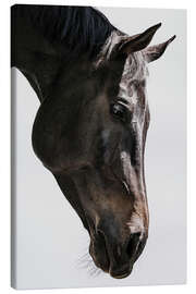 Leinwandbild Gentle Equine Gaze