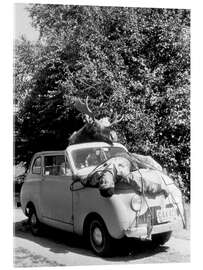 Acrylglasbild Jagd einmal anders, wenn der Elch zurückschlägt