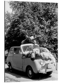 Print på aluminium Hunting with a twist, when the moose strikes back