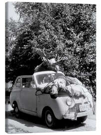 Leinwandbild Jagd einmal anders, wenn der Elch zurückschlägt