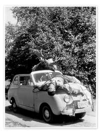 Wandbild Jagd einmal anders, wenn der Elch zurückschlägt