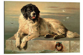 Print på aluminium A Distinguished Member of the Humane Society - Sir Edwin Landseer