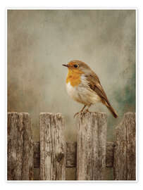 Tableau Robin on wooden fence - TAlex