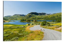 Print på aluminium Three sheep, Norway - Rainer Mirau