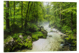 Acrylic print Summer forest - Rainer Mirau