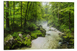 Aluminium print Summer forest - Rainer Mirau