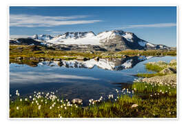 Wandbild Wollgras in Norwegen - Rainer Mirau